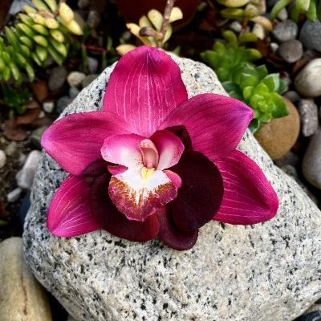 Tropical Orchids Magenta and Eggplant Hair Clip Etsy