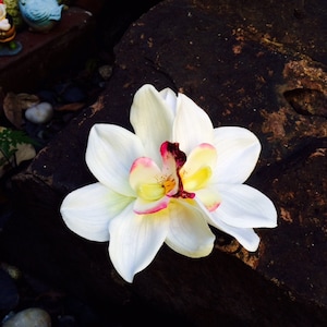 Tropical White Double Orchids Flower Hair Clip