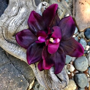 Eggplant Double Orchid Tropical Flower Hair Clip