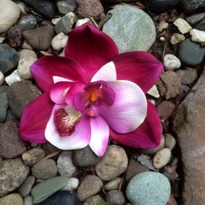 Tropical Orchids Magenta and Purple, Flower Hair Clip