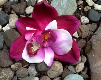 Tropical Orchids Magenta and Purple, Flower Hair Clip