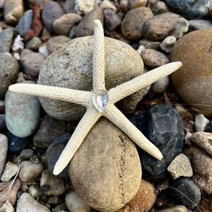 Mermaid, Beach Wedding,  Ocean Finger Starfish Hair Clip