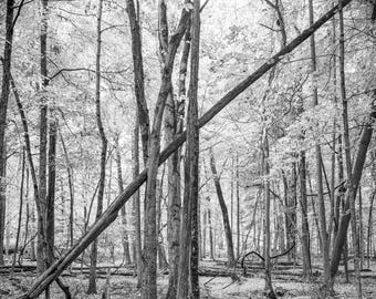 Rockland County Trees Photo Print, Black & White Film (8x10 to 16x20)