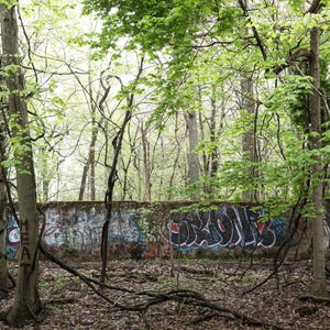 May include: A forest scene with a concrete wall covered in colorful graffiti. Trees with green leaves and bare branches frame the wall. The word "MEAT" is visible on a tree trunk.