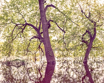 Tree in the Connecticut River - Wall Art, Photographic Art Print, Fine Art Photography, 6x6 square film photography