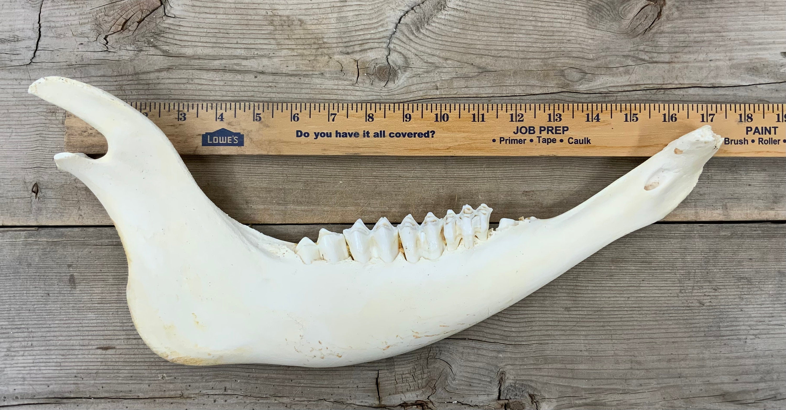 Authentic Montana American Bison Buffalo Jaw Bone - Etsy