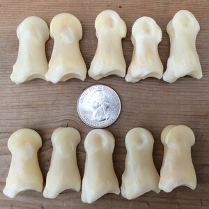 May include: Ten white bone-like objects, possibly animal bones, arranged in two rows of five. A US quarter is included for scale.