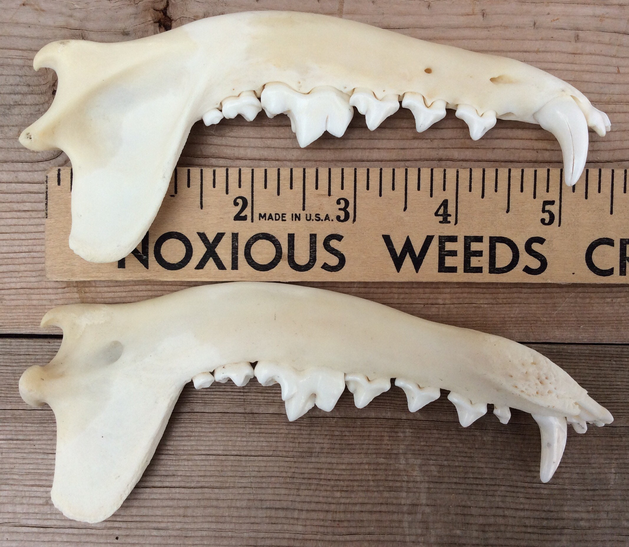 Coyote Jaws Mandibles Matched Pair Authentic | Etsy