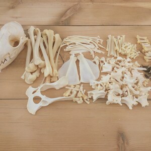  POPETPOP 2pcs Cat Skull Realistic Animal Skull Bone Resin  Fortune Climbing Skeletons for House Snake Hide Frtune Cat Skeleton  Sculpture Reptiles Tarantula Enclosure Accessories Fish Tank : Pet Supplies