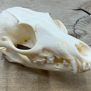 May include: A white animal skull with teeth, likely a fox or coyote skull. The skull is on a light brown wooden surface.