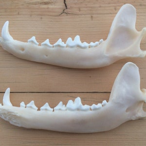 Coyote Jaws Mandibles Matched Pair Authentic
