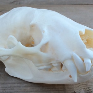 Badger Skull Authentic Montana Badger Skull Taxidea taxus