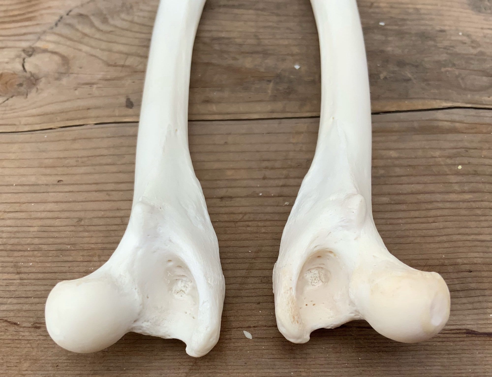 2 Coyote Femur Leg Bones - Etsy