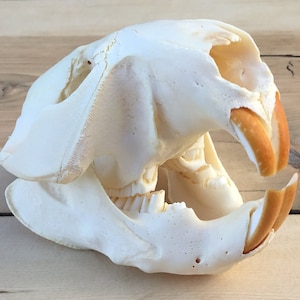 Beaver Skull Authentic Montana Castor canadensis #2 Grade