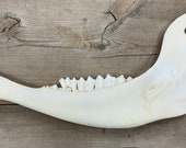 Authentic Montana American Bison Buffalo Jaw Bone - Etsy