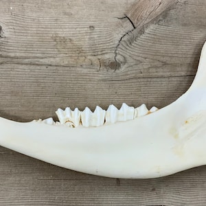 May include: A white animal jawbone with teeth. The jawbone is curved and has a hole at the top. The jawbone is on a wooden surface.