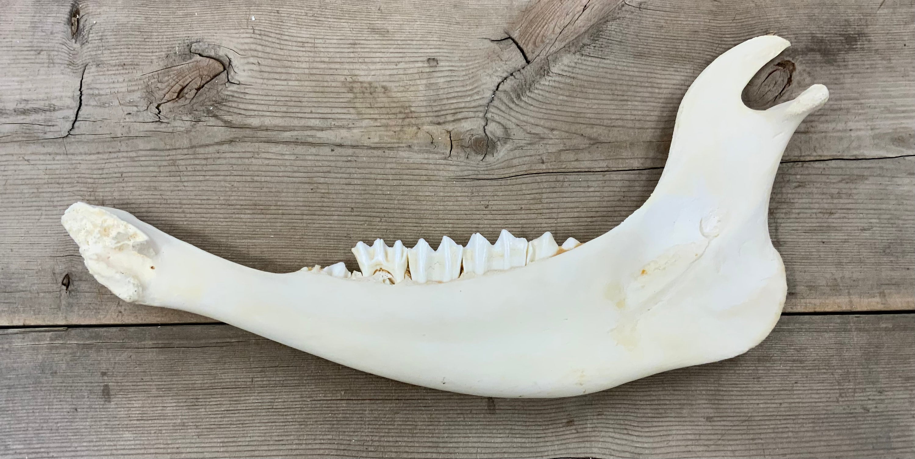 その他 VINTAGE JAW BONE CALIFORNIA FREE FORM Authentic Montana American Bison Buffalo Jaw Bone - Etsy