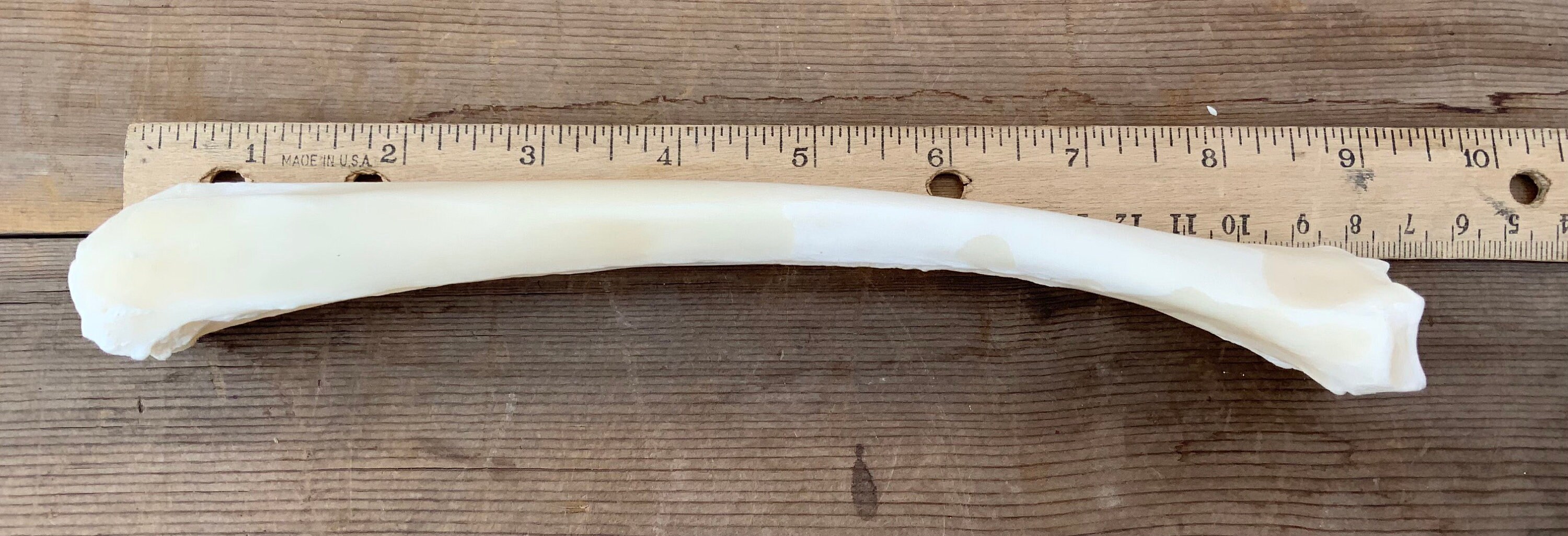1 Deer Radius Leg Bone Knife Handle Etsy