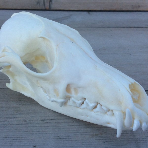 Fox Skull Authentic Red Fox Skull