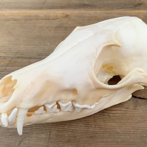 Fox Skull Authentic Red Fox Skull Vulpes vulpes #2 Grade