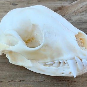 May include: A white animal skull with teeth, likely from a fox or coyote. The skull is clean and well-preserved, with visible teeth and a detailed bone structure.