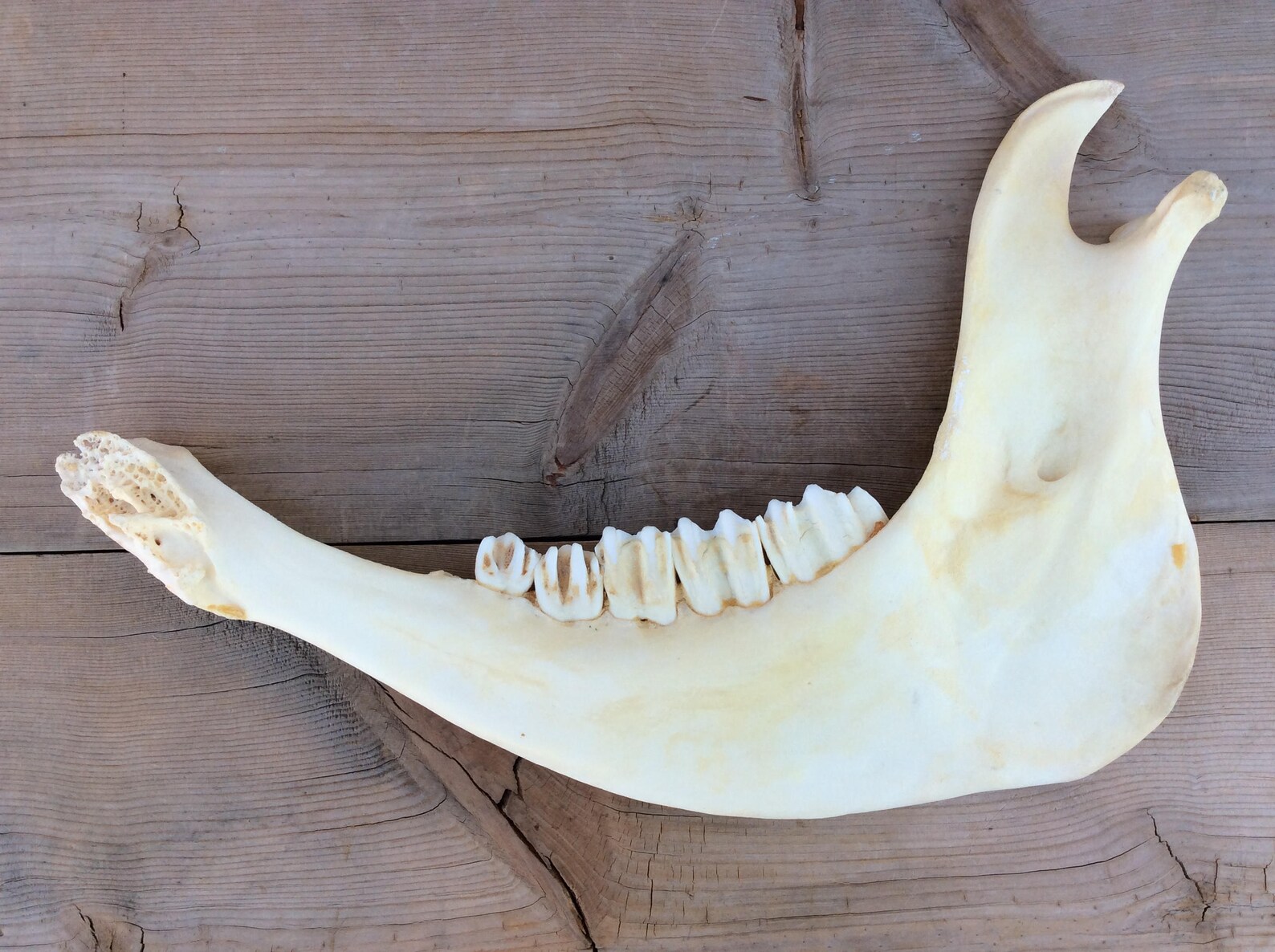 Bison Buffalo Jaw Bone Mandible Authentic | Etsy