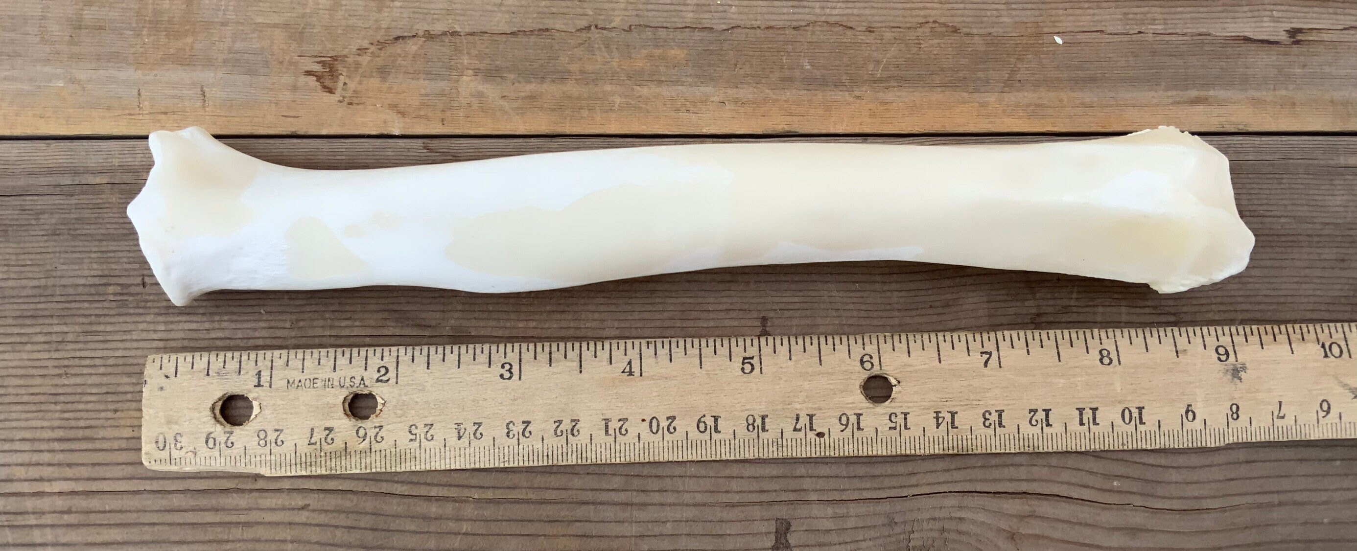 1 Deer Radius Leg Bone Knife Handle Etsy