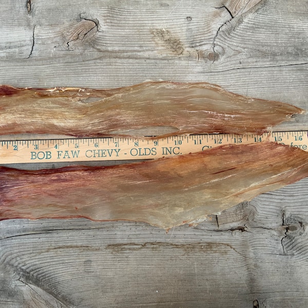 2 Elk Backstrap Sinew Authentic 15-17”