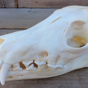 Coyote Skull Real Authentic Montana Coyote Skull #2 Grade
