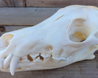 Coyote Skull Real Authentic Montana Coyote Skull #2 Grade