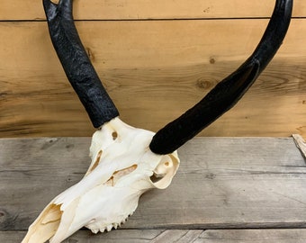 Pronghorn Antelope Skull European Mount Authentic Montana