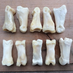 May include: A collection of ten off-white animal bones, likely from a hoofed animal, arranged on a weathered wooden surface. The bones vary in size and shape, with a smooth, polished appearance. The lighting highlights the natural textures.