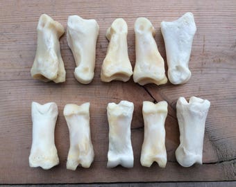 10 Large Animal First Phalanges Proximal Bones Phalanges Knuckle Bones