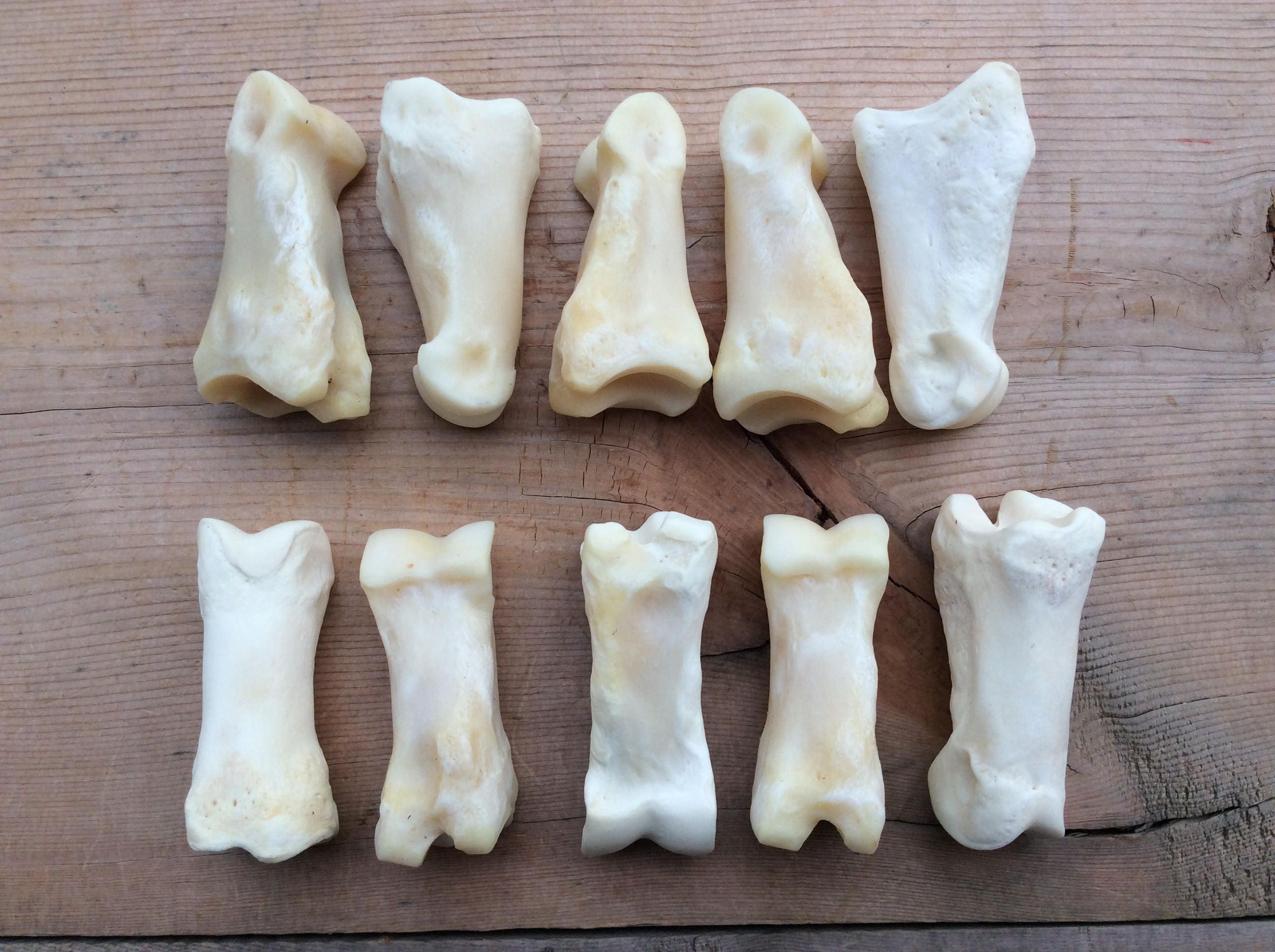 покраска по кости. имитация слоновой кости. покрасить кость. покрасить кость. покрасить кость.