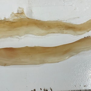 2 Deer Backstrap Sinew Authentic 18-20”