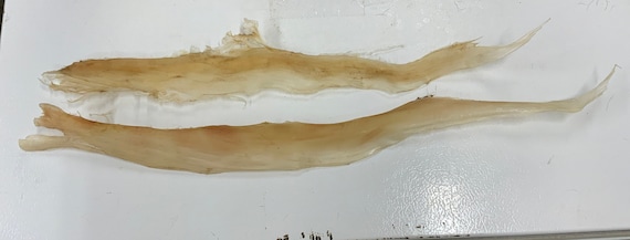 2 Deer Backstrap Sinew Authentic 18-20”