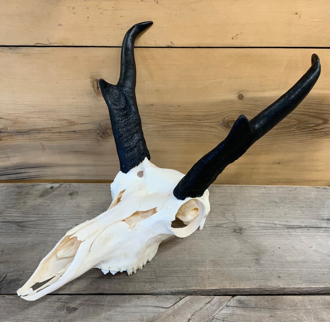 Pronghorn Antelope Skull European Mount Authentic Montana - Etsy