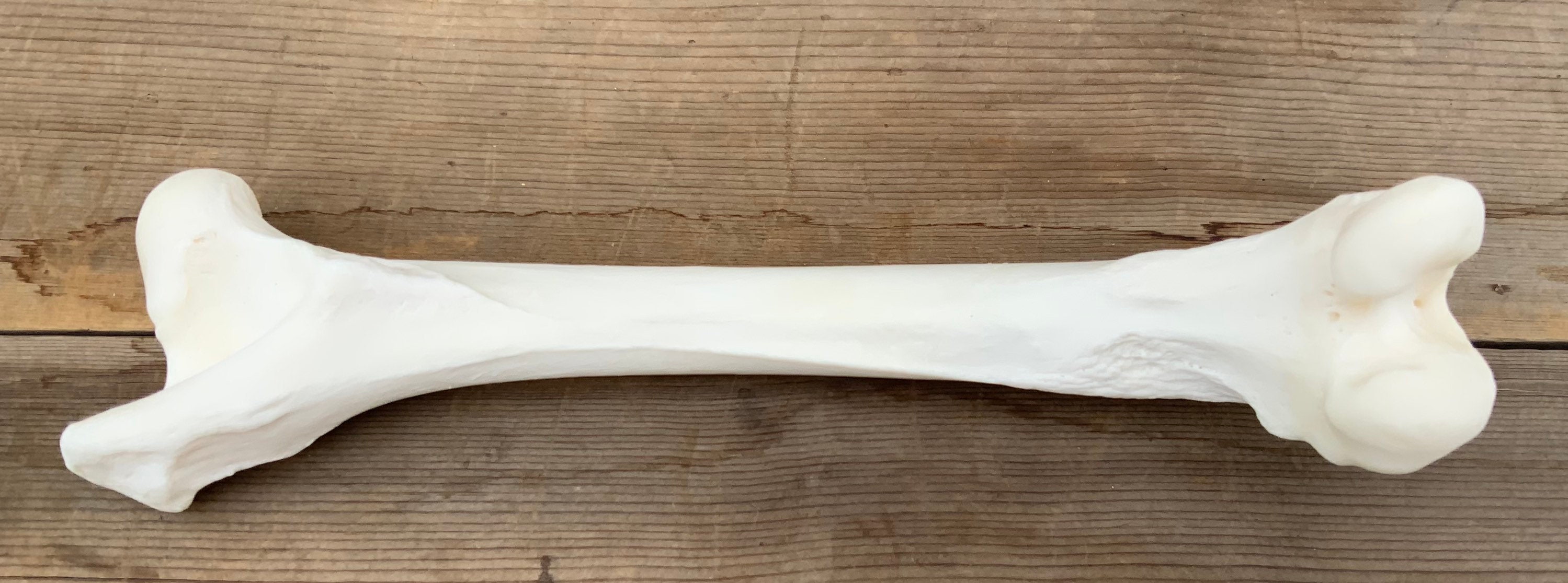 Authentic Montana Pronghorn Antelope Humerus Bone Etsy