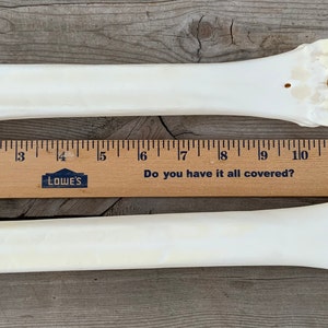 2 Large Animal Leg Bone Cannon Bones Metacarpal Metatarsal