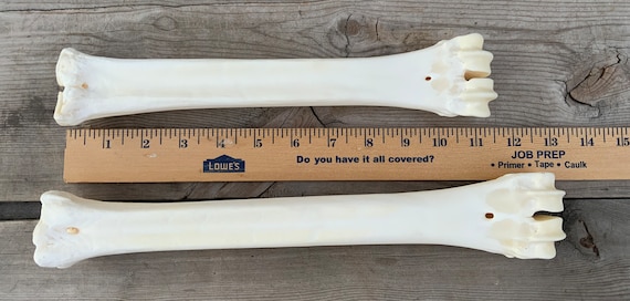 2 Large Animal Leg Bone Cannon Bones Metacarpal Metatarsal - Etsy