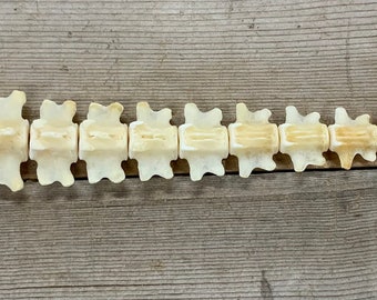 Beaver Tail Bones Castor canadensis Disarticulated