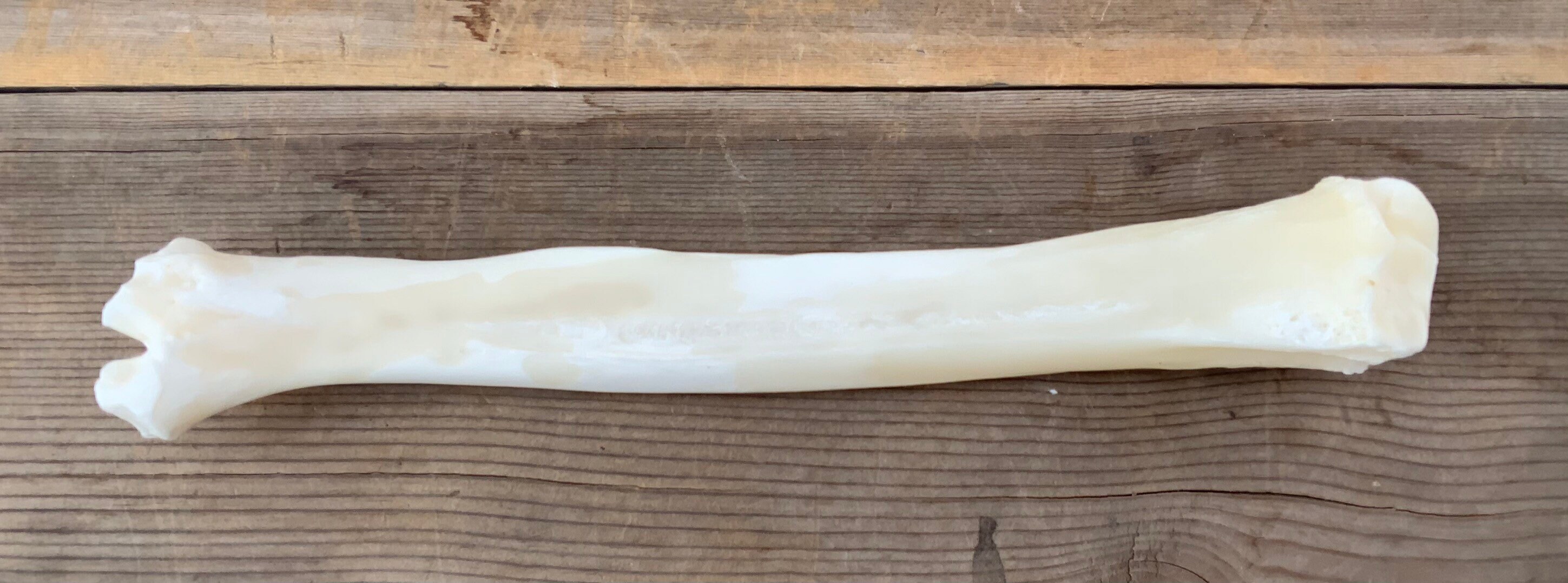 1 Deer Radius Leg Bone Knife Handle Etsy