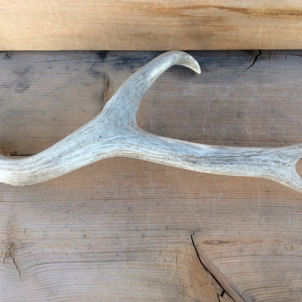 Authentic Montana Mule Deer Shed Antler Horn