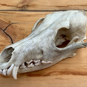 Coyote Skull Nature Cleaned Real Authentic Montana Coyote Skull