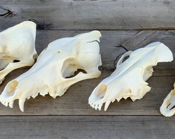 Five Craft Quality Real Fox Canine Teeth Fangs Destash