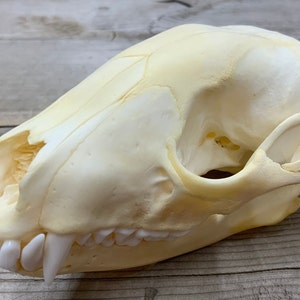 May include: A close-up of a clean, white animal skull with visible teeth. The skull is on a light brown wooden surface.