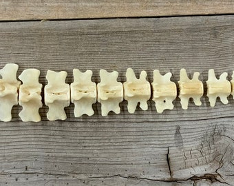 Beaver Tail Bones Castor canadensis Disarticulated