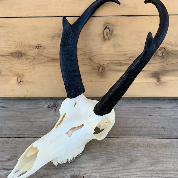 Pronghorn Antelope Skull European Mount Authentic Montana