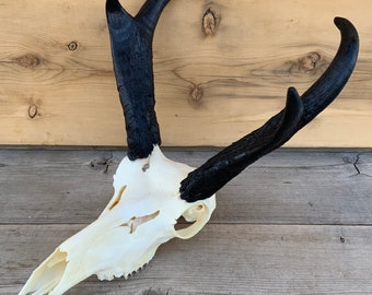 Pronghorn Antelope Skull European Mount Authentic Montana