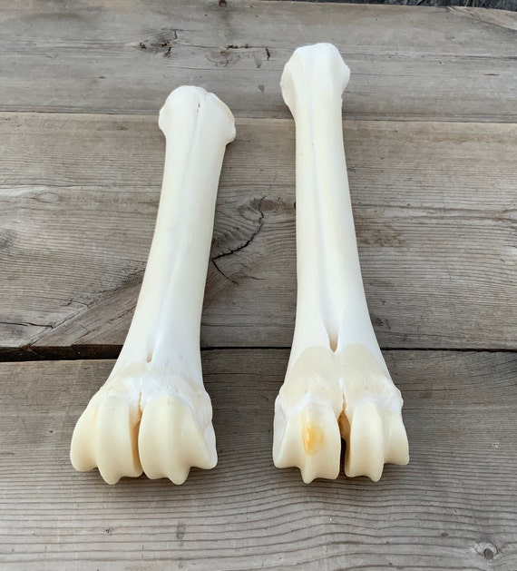 2 Large Animal Leg Bone Cannon Bones Metacarpal Metatarsal - Etsy